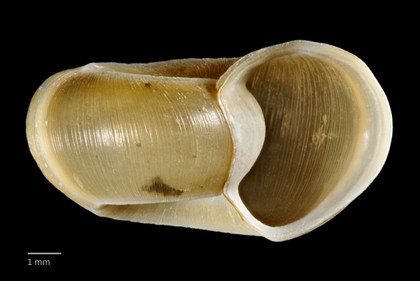 Photo of Helisoma anceps by Ian Gardiner